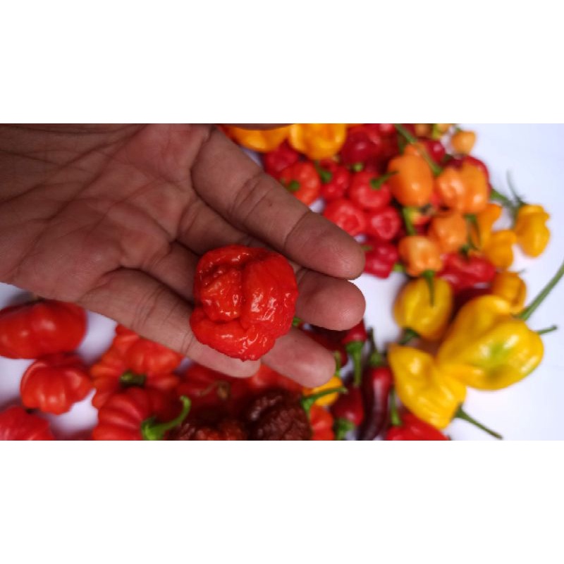 Hạt ớt DRAGON BREATH