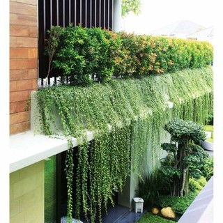 Cây 🌲 Cúc Tầng Ấn Độ