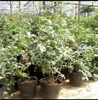 Com bo 10 cây hoa hồng leo các màu