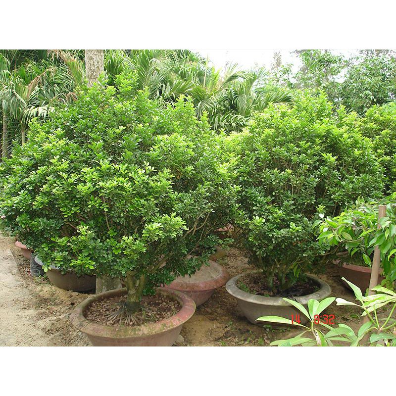 CÂY NGÂU HOA VÀNG TẠO HÌNH THÁP, CÂY CAO 70CM-1M 🌳Mua 5 Tặng 1🌳