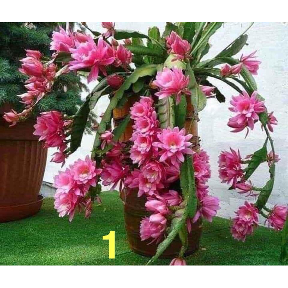 Đại Nhật Quỳnh_Chậu Giống