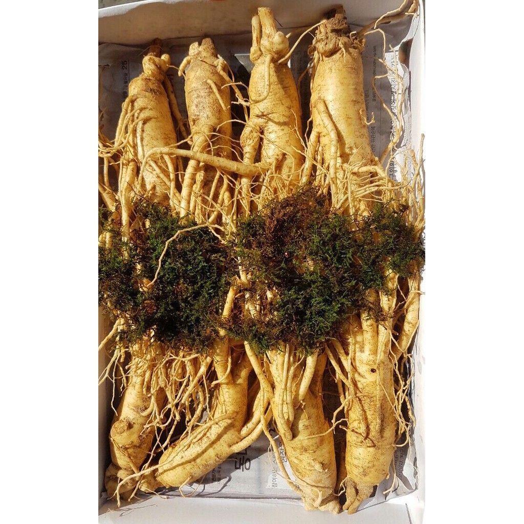 Nhân sâm tươi Hàn Quốc 6 năm tuổi 8 củ/kg nguyên rễ, PP Sâm Yến Thái An | BigBuy360 - bigbuy360.vn