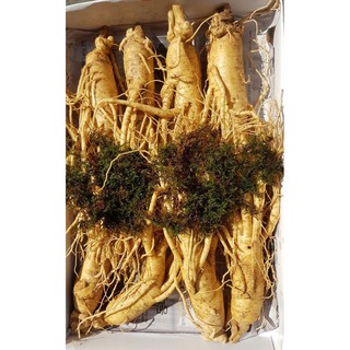 Sâm Tươi Hàn Quốc 6 Năm Tuổi 8 Củ- 1kg, Nhân Sâm Hàn Quốc, có tác dụng chống mệt mỏi, tăng cường sức khỏe, sâm hàn quốc,