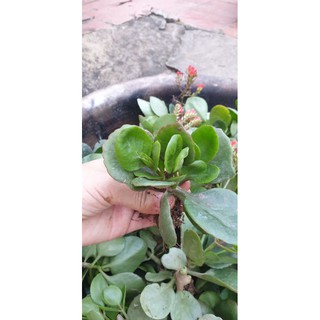 10 cây giống sống đời đỏ đơn( nhỏ)