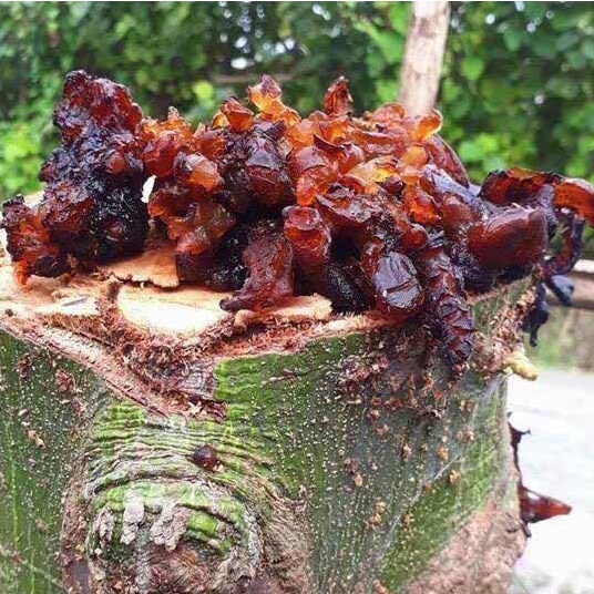 100g Mủ Gòn Thiên Nhiên Nguyên Chất, Mủ Gòn Khô Giải Nhiệt Thanh Mát
