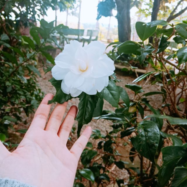 Mộc Bạch Trà