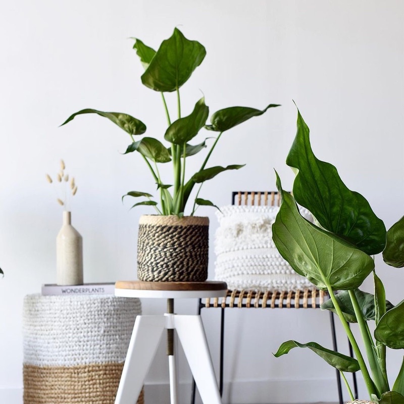 Cây Alocasia cucullata