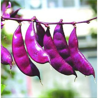 Hạt giống Đậu ván tím F1 – 5Hạt