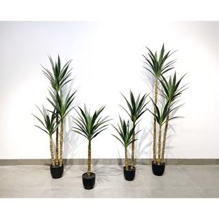 Cây Thiết Mộc Lan [ Cây văn phòng - Cây Nội Thất ]