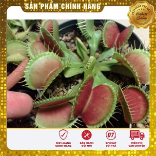 Hạt giống cây Bắt Ruồi + Diệt Côn Trùng ( 4- 5 hạt)