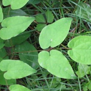 Dâm dương hoắc khô 500g