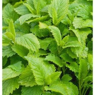 100h hạt giống bạc hà pennyroyal