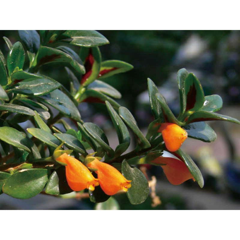 Cây Cá Vàng - Chậu Treo