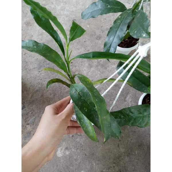 Cẩm cù hoa mũi tên