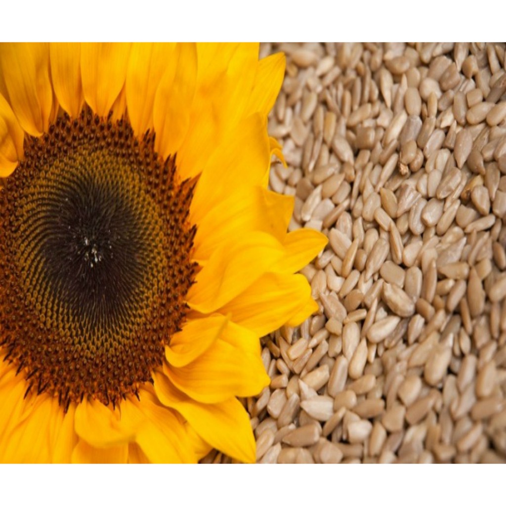 Nhân hạt hướng dương Sunflower seeds Nga 1000gr