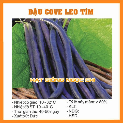 Hạt Giống Đậu Cove Leo Hạt Tím - 10Gram