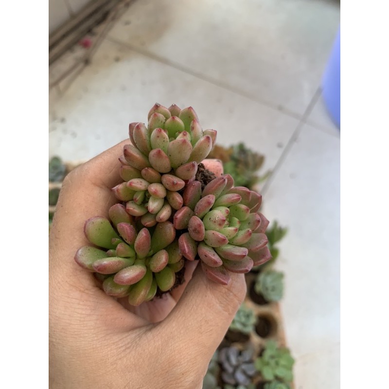 Combo 10 sen vỉ