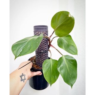 Trầu Bà | Philodendron White Knight