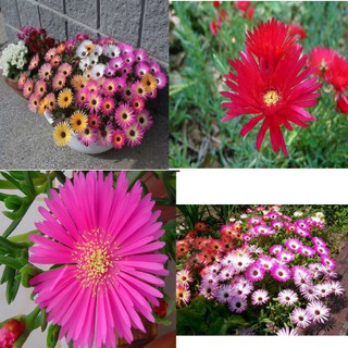 Gói 500 hạt giống hoa mười giờ châu phi f1 (cúc cầu vồng)