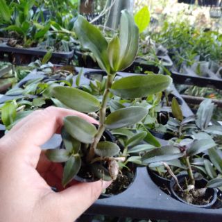 Hoa phong lan giả hạc easo gieo hạt