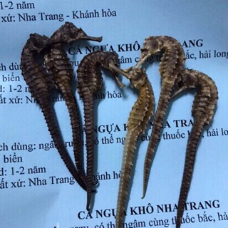 Cá ngựa nha trang