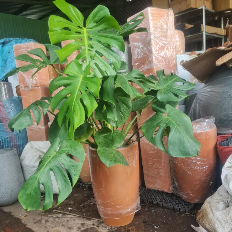 Cây Monstera