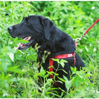 Dây dắt cho chó GruU Dog cao cấp