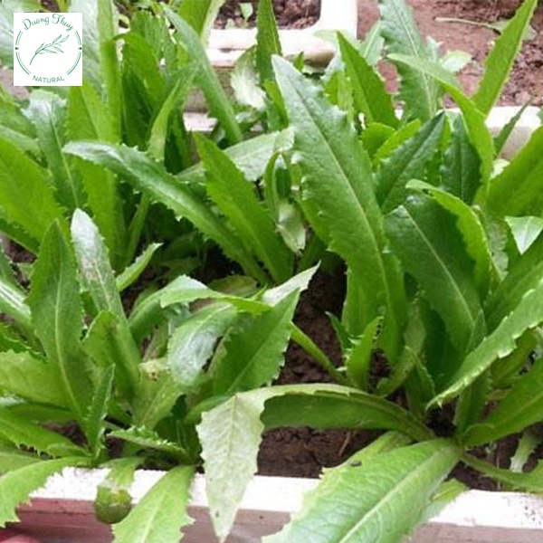 Hạt giống Xà lách lá nhọn  358