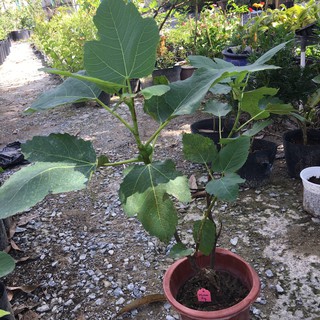 Cây giống sung Mỹ Wuhan Fig Tree - Giống sưu tầm dòng quả mật, siêu trái