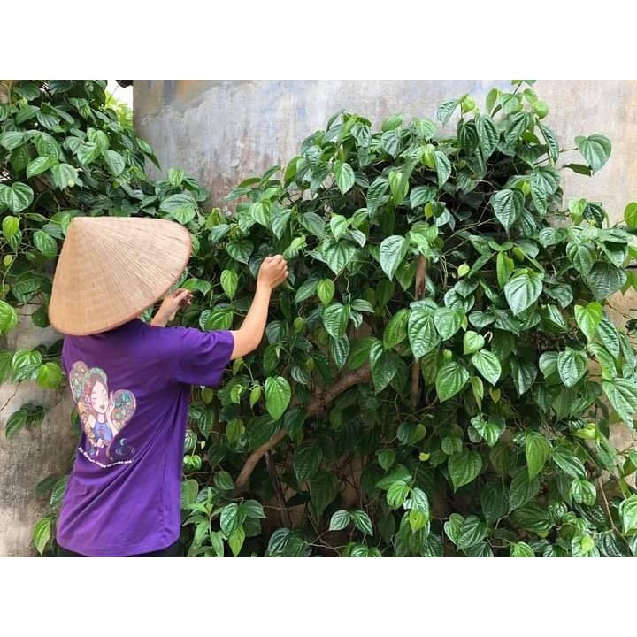 Thảo dược xông rửa vệ sinh handmade Mộc Nhan tiemxuongrong