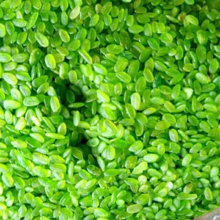 cốm  xanh khô thường 1kg