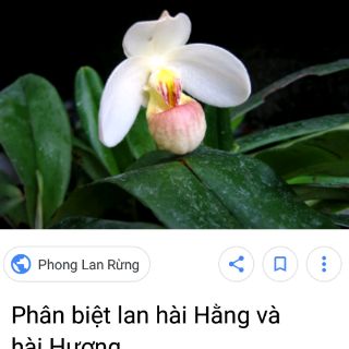 Các lan hài