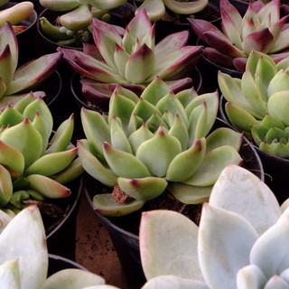 (AGAVOIDES RED PLUSH) SEN ĐÁ ĐẾ VƯƠNG SIZE TRUNG