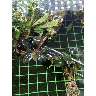 Cây thuỷ sinh Bucephalandra Brownie series 20gram
