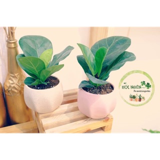 Bàng Singapore mini