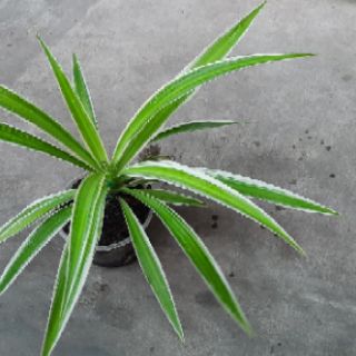Cây dây nhện ( cỏ lan chi)