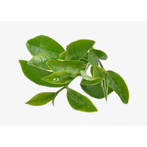 HƯƠNG TRÀ XANH - Hương liệu mỹ phẩm