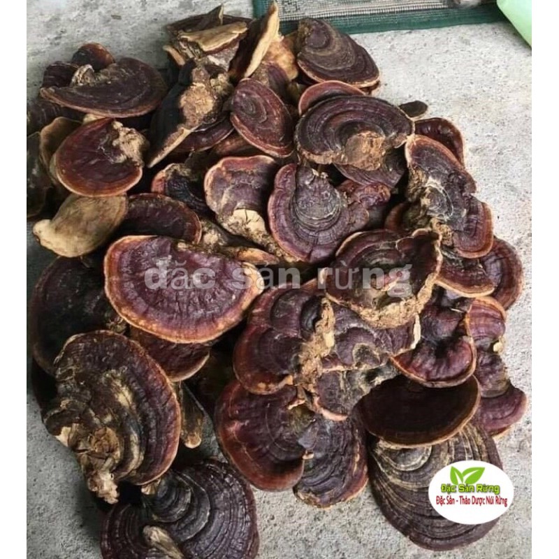 Nấm linh Chi Rừng - đặc sản rừng  túi 500gr - 1kg