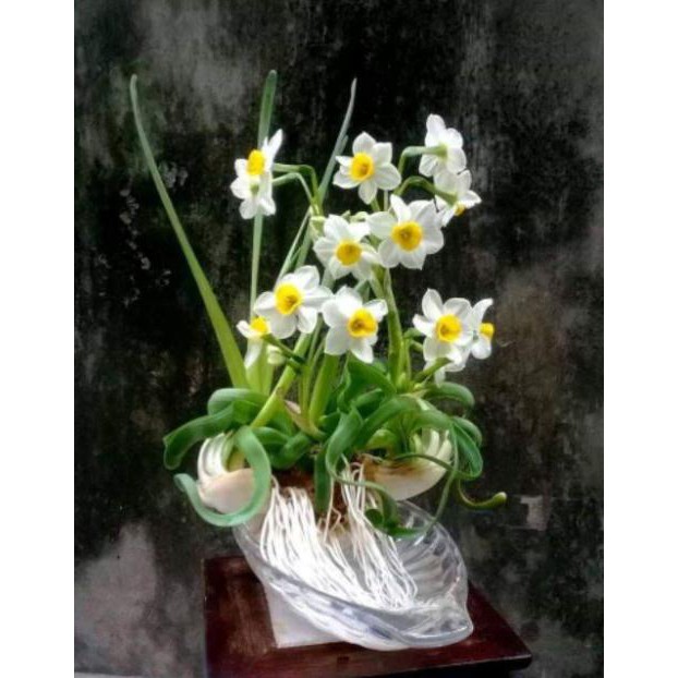 Củ giống hoa thủy tiên