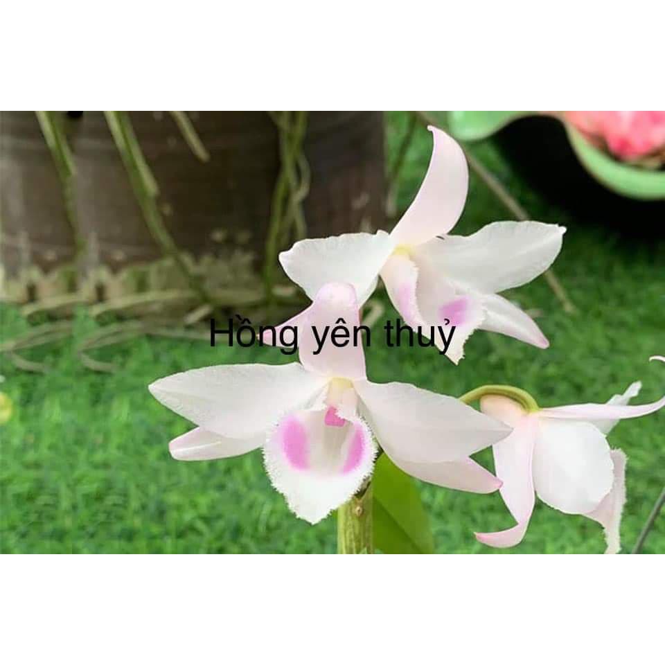 [Rẻ Vô Địch] Phi Điệp Hồng Yên Thủy (cây con giống gieo hạt)