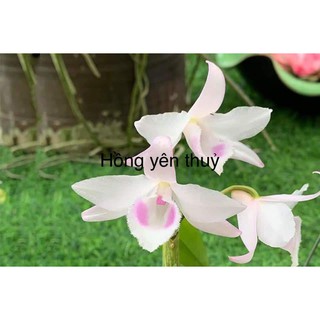 [Rẻ Vô Địch] Phi Điệp Hồng Yên Thủy (cây con giống gieo hạt)