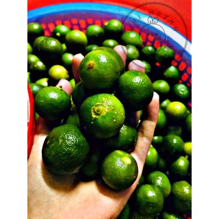 Tắc tươi 1 kg