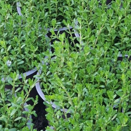 Rau chậu - Rau đắng TACY'S GARDEN 100% rau sạch nhà vườn trồng