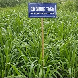 Cỏ Ghine TD58  - Cỏ Hamil Giống Cỏ Chăn Nuôi Chịu Bóng Râm