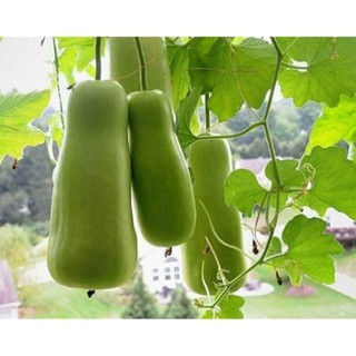 Hạt giống bầu bốn mùa thái lan