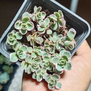Sen đá tiny rose - sedum spurium tricolor