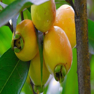 cây lý giống