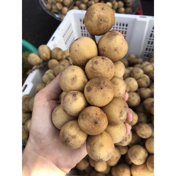 Bòn Bon Ngon Ngọt trái nhỏ