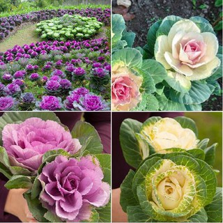 Hạt giống hoa bắp cải nhiều màu ( Gói 20 Hạt )