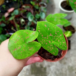 Chậu cây môn miss muffet caladium - ship toàn quốc